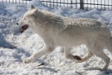 Wilk w Kolbuszowej Górnej biegł ścieżką dla rowerów [WIDEO]