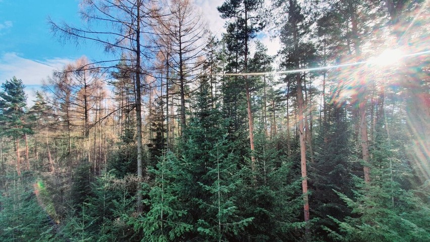 Nadleśnictwo Limanowa jest zainteresowane nabywaniem lasów i...