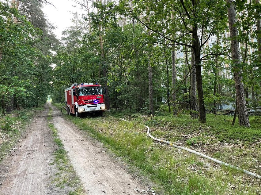 Pożar objął 1,5 hektara poszycia lasu niedaleko Leszna