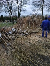 Na cmentarzu komunalnym w Legnicy przy ul. Wrocławskiej posadzone zostaną 103 nowe drzewa.  Prace już się rozpoczęły.