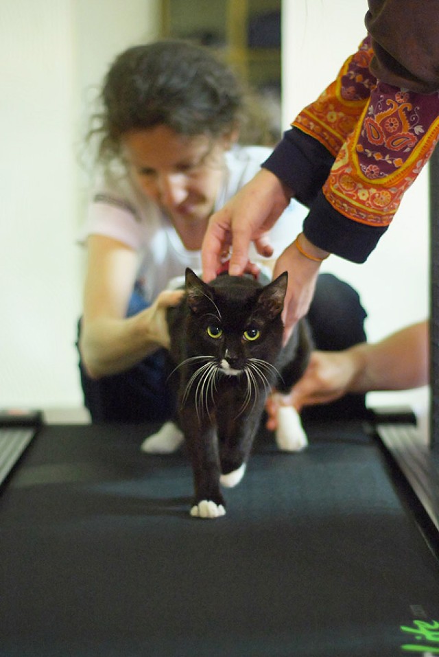 Fundacja Głosem Zwierząt: Niepełnosprawna kotka szuka domu