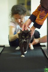 Fundacja Głosem Zwierząt: Niepełnosprawna kotka szuka domu!