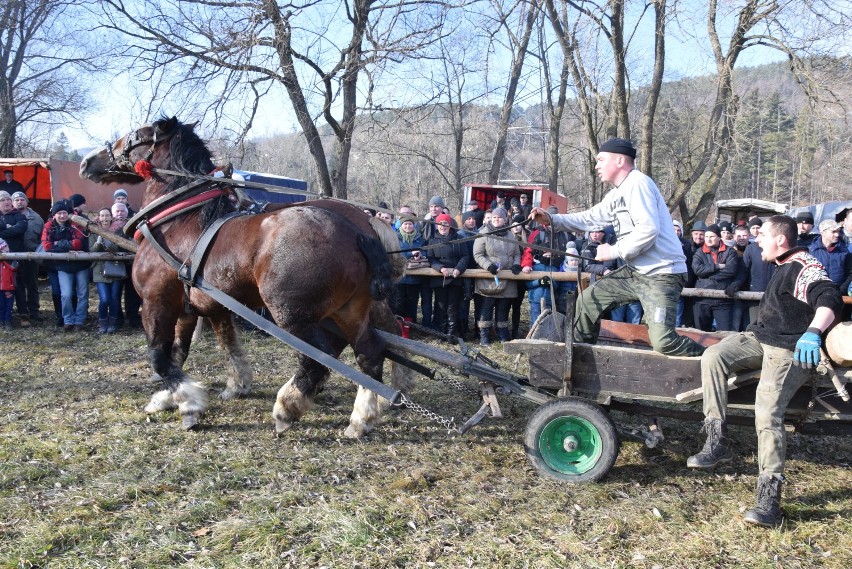 Węgierska Górka: Zawody Furmanów 2019 [ZDJĘCIA]. Oto robota dla prawdziwych twardzieli.