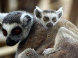 Warszawskie ZOO chwali się ''baby boomem''. Od początku roku w placówce na świat przyszło 251 maluchów. Wśród nich lemury, kangury, gepardy
