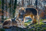 Przybywa wilków w powiecie gdańskim i na Pomorzu. Czy stanowią zagrożenie dla ludzi i zwierząt?