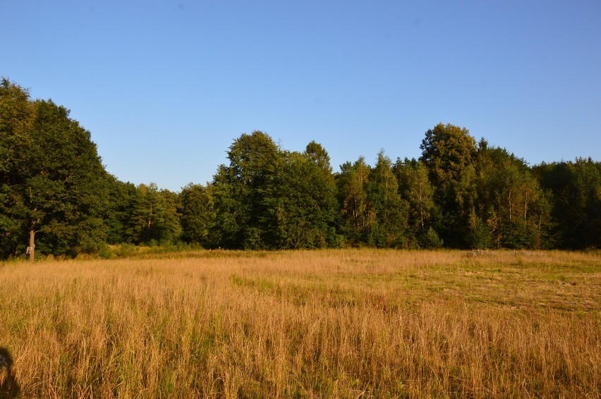 Mieszkańcy Kaczych Buków chcą zieleni, a urzędnicy miejscy fundują im blokowisko ZDJĘCIA