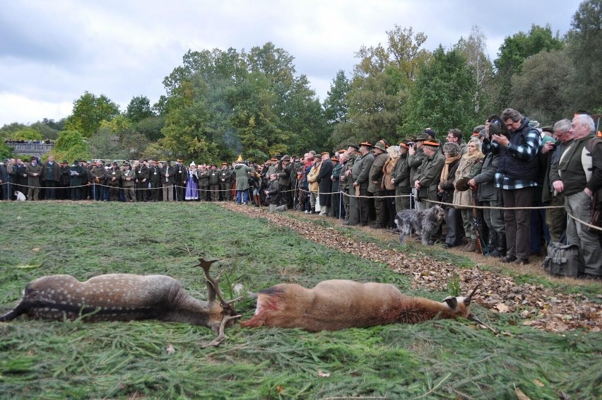 Jeleń i daniel "na rozkładzie"