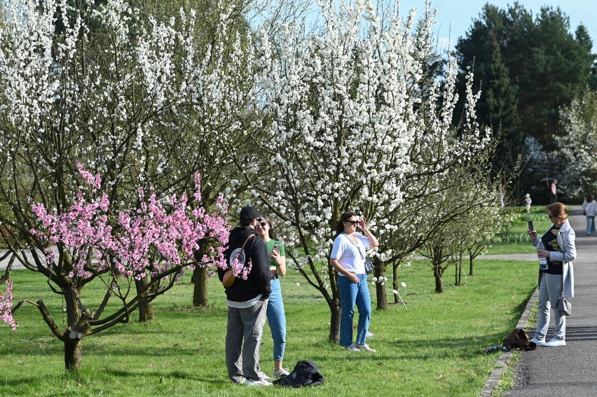 Magnolie w Warszawie. Gdzie w stolicy podziwiać spektakularnie kwitnące drzewa? Oto lista adresów 