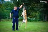 Nowy czworonożny członek załogi w zabrzańskiej policji. Largo już wkrótce na ulicach. Ile trwa służba psów w policji?