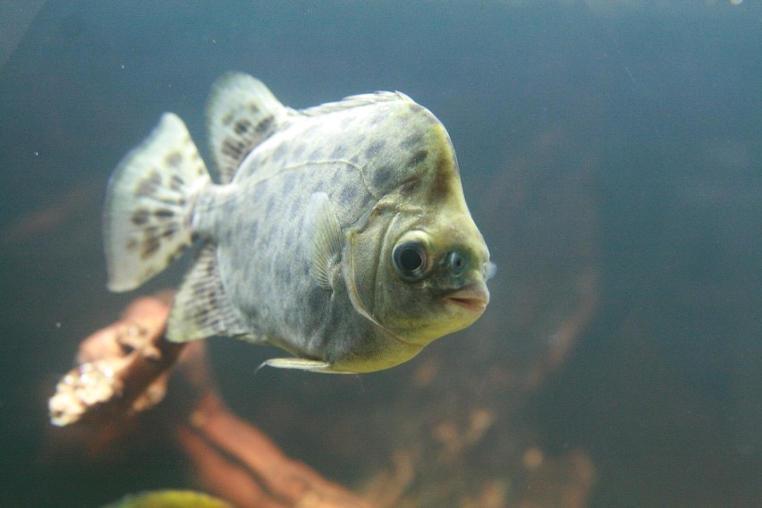 Targi zoologiczne Pet Fair w Łodzi