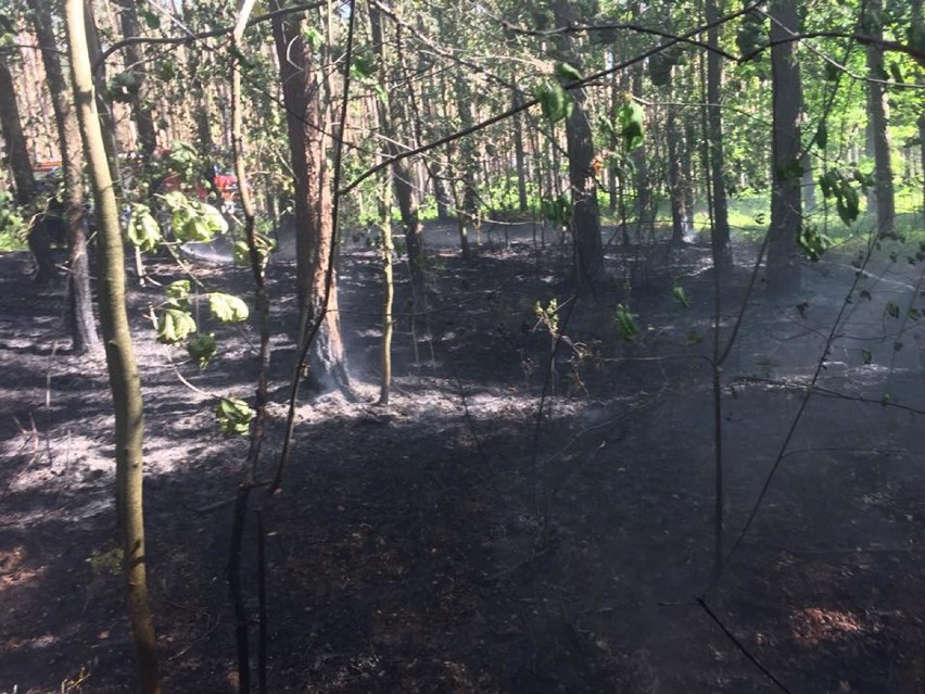 Kolejne podpalenie lasu na terenie gminy Konopnica. Śledztwo w sprawie podpalacza wszczęła policja w Osjakowie