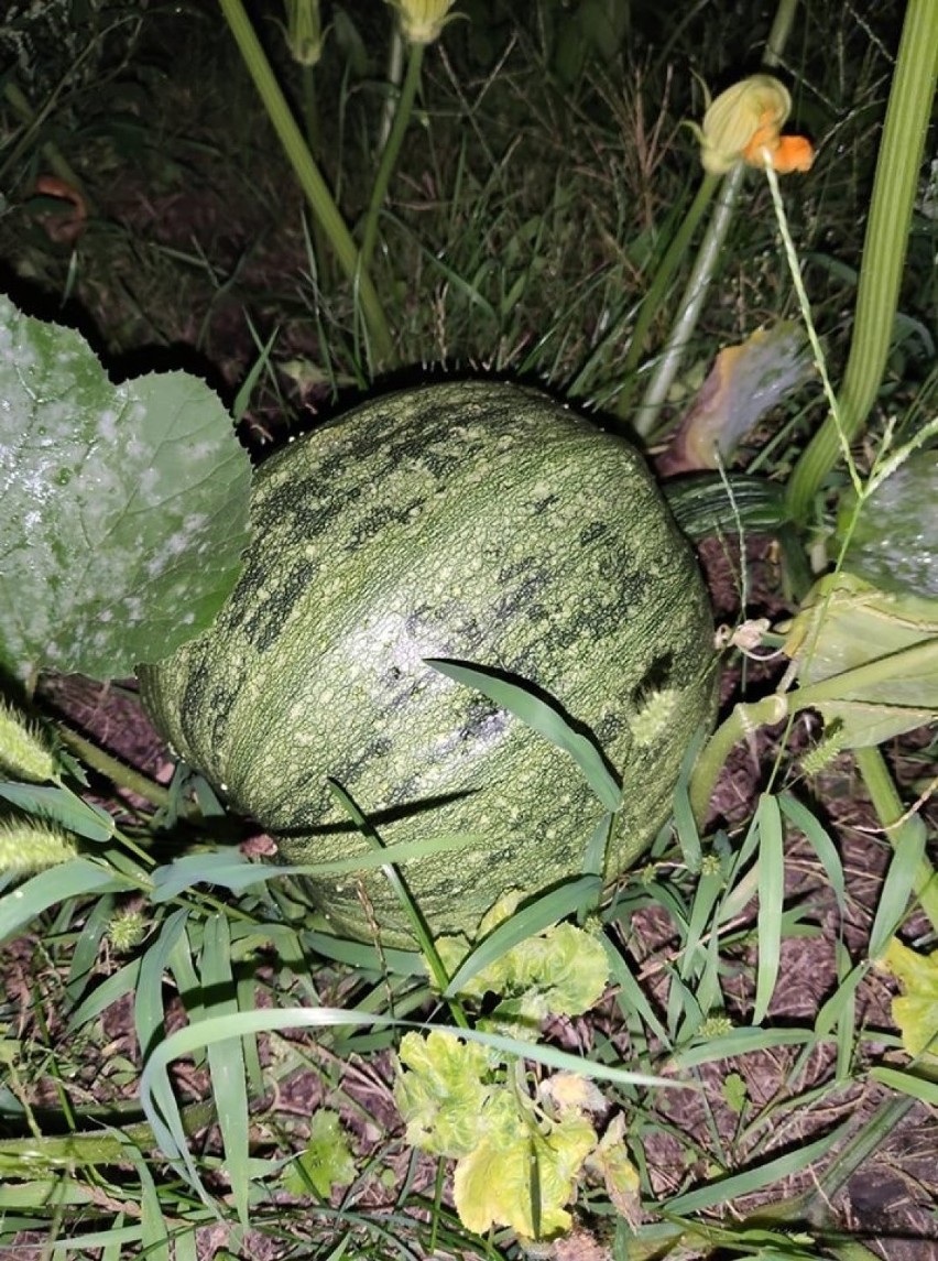 Dyniowisko na Zaodrzu w Opolu