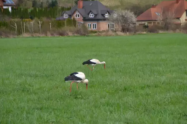 Coraz więcej boćków pojawia się w Gorlickiem. Ptaki są już w Kobylance na Zakolu, w Szymbarku przy DK 28, a także w Sękowej