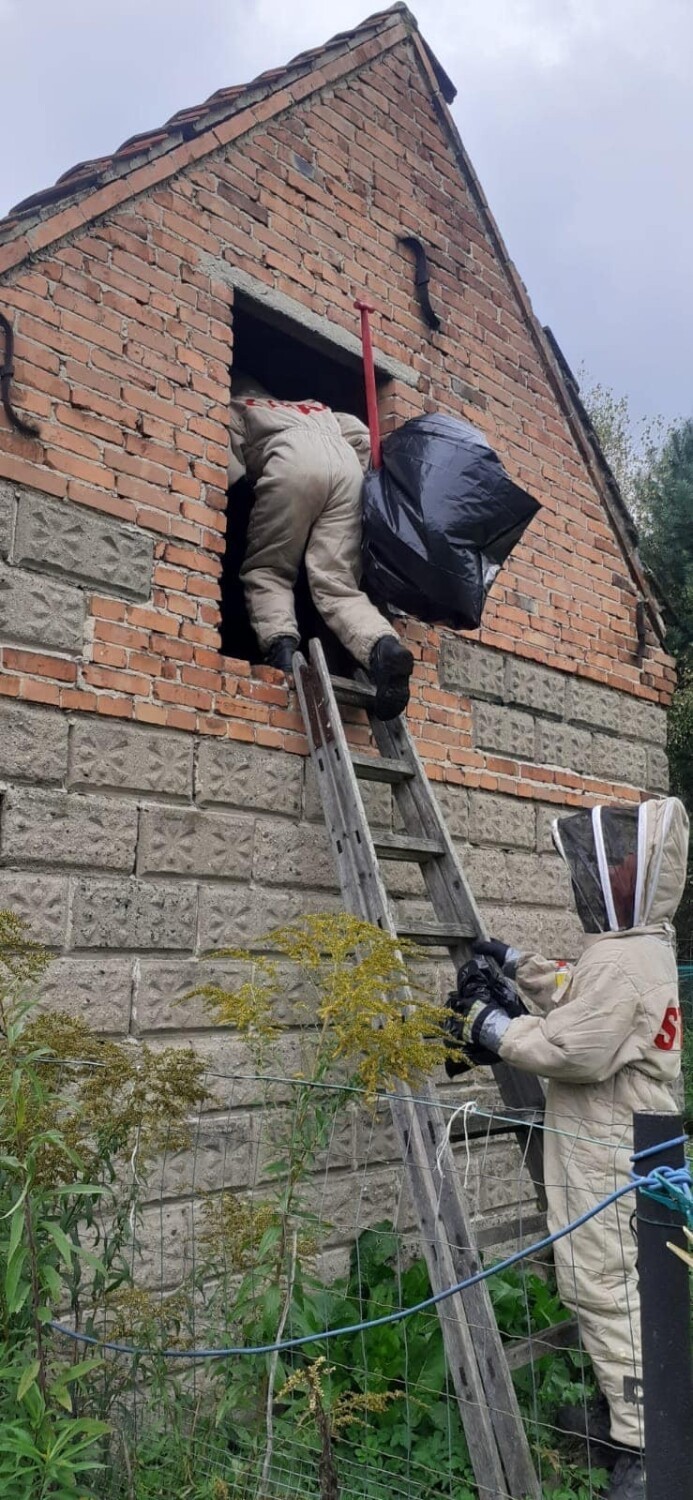 Strażacy z OSP Pilchowice  usuwali gniazdo owadów...