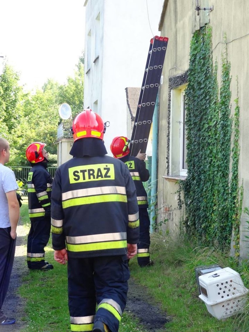 Myszków: kocia rodzina uwięziona przez ponad tydzień na melinie. Dookoła odchody i nieczystości