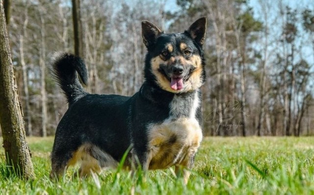 Bezdomne psy polecają się do adopcji. Zobacz zdjęcia, może na nim jest Twój nowy domownik? Na zdjęciu uroczy Segalek ze schroniska w Radomiu. Na kolejnych zdjęciach w galerii psy z radomskiego schroniska, które czekają na adopcję.