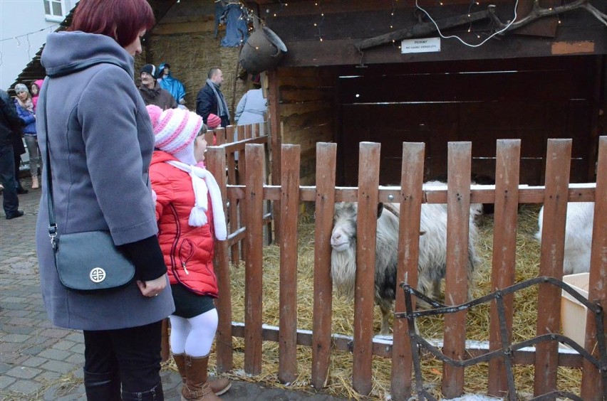 Żywa szopka u Bernardynów w Piotrkowie