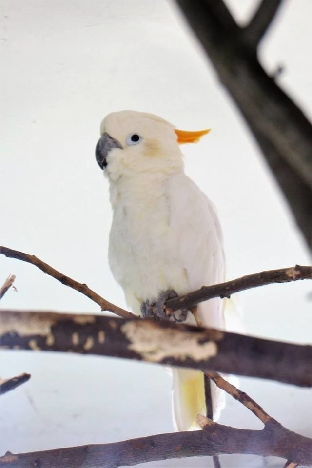 Nowy mieszkaniec Śląskiego Ogrodu Zoologicznego. To samiec kakadu żółtolicej ZDJĘCIA