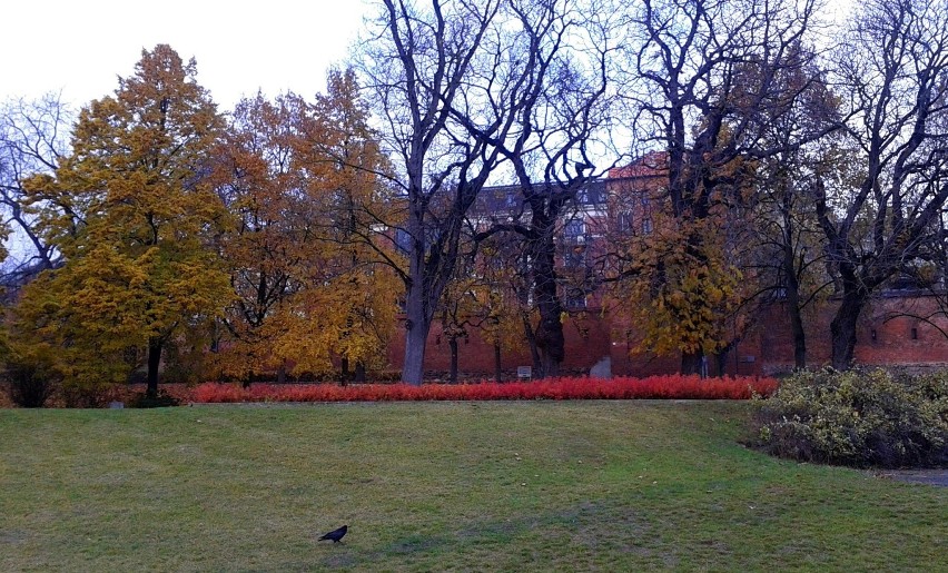 Jesienny Toruń 2014 (10)