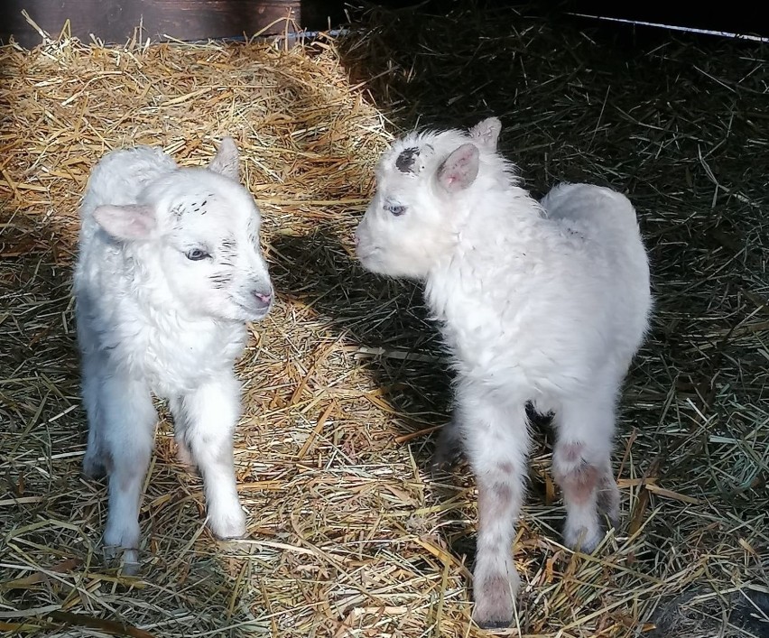 Małe owieczki w pszczyńskim skansenie