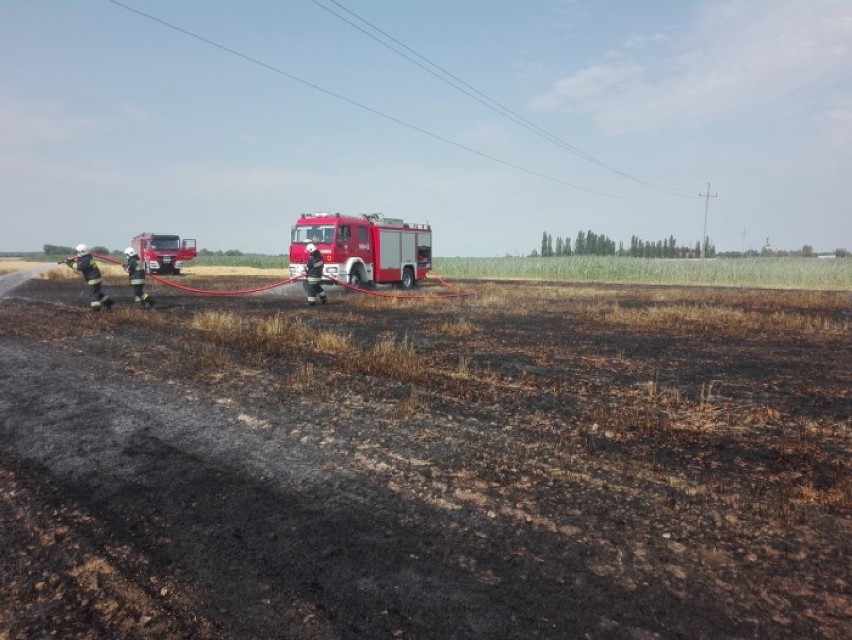 Pierwszy pożar zboża na pniu w tym roku. Spłonęło prawie pół hektara jęczmienia   
