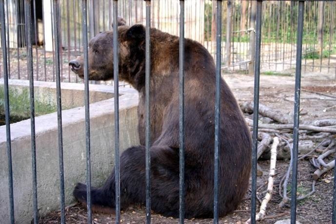 Niedźwiedzie w Poznaniu: Wania