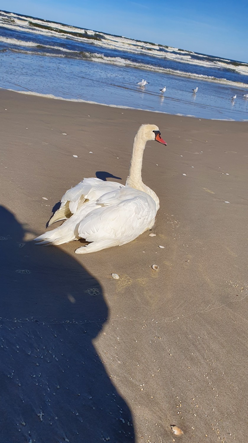 Łabędź na plaży w Kątach Rybackich. Turyści czuwali przy nim kilka godzin: ,,Służby odsyłały nas jedna do drugiej".