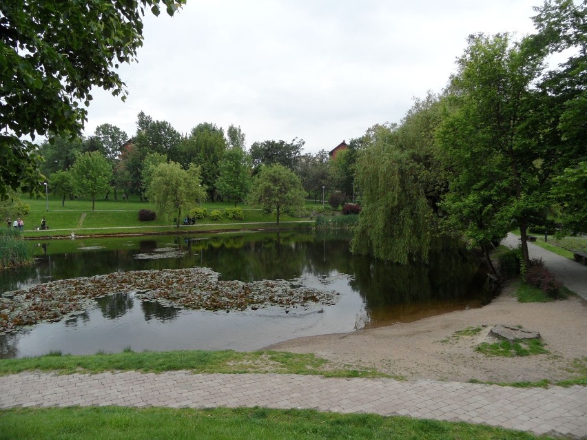 Park Róż w Chorzowie jest ulubionym miejscem na spacery z...