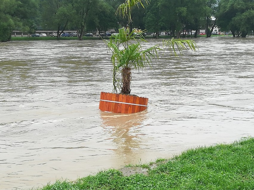 Alarm przeciwpowodziowy w Sanoku. Zalana m.in. ulica Rybickiego i ogródki działkowe [ZDJĘCIA]
