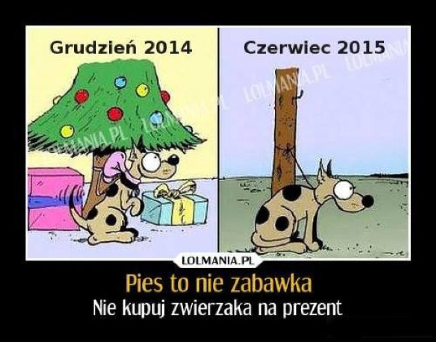 ZWIERZĘTA na poznan.naszemiasto.pl