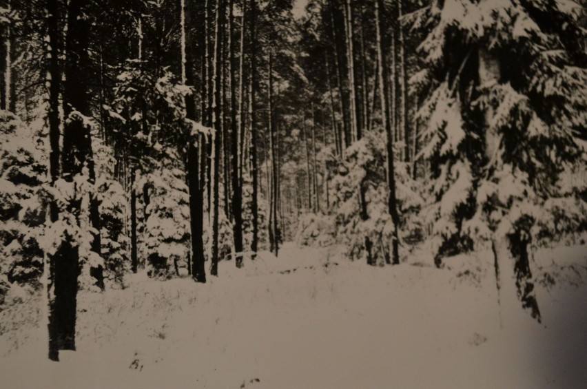 Lasy bojszowskie w śnieżnej szacie