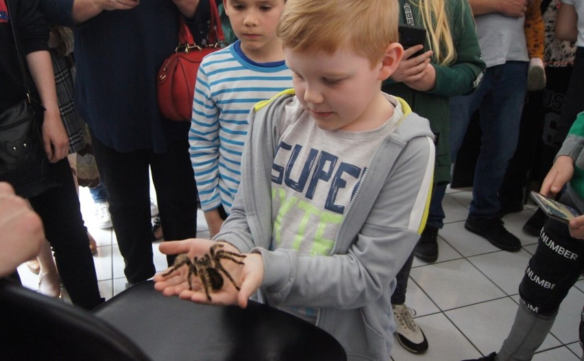 Wystawa pająków i skorpionów w Radomsku