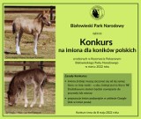 Wymyśl imię dla koników polskich z Białowieskiego Parku Narodowego. Konkurs trwa do 8 maja