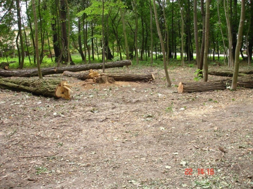 Wycięte drzewa w Laskówcu w Koninie