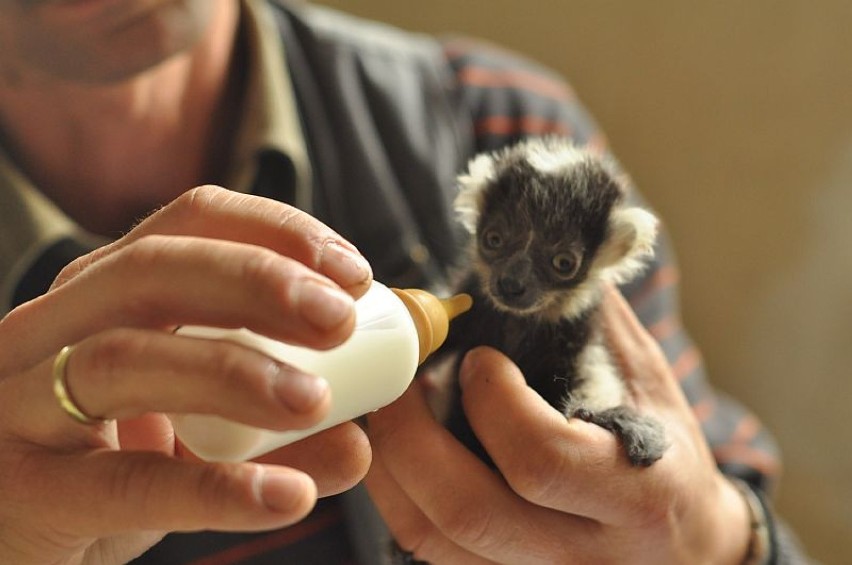 Lemur wari karmiony przez pracownika zoo
