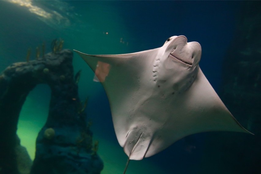 Od poniedziałku Afrykarium nieczynne! Dlaczego?  