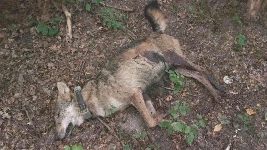Wilk Kosy też został zabity.