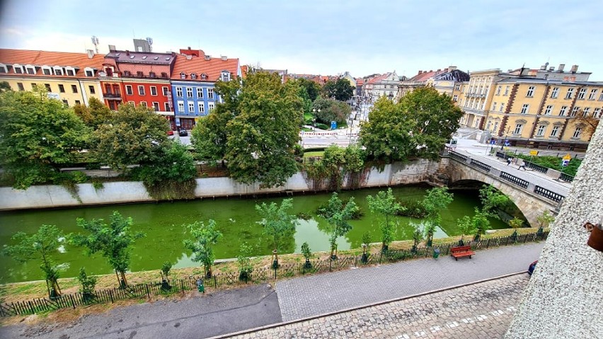 Dlaczego rzeka Prosna w Kaliszu zrobiła się zielona? ZDJĘCIA, WIDEO