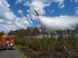 Pożar lasu w rejonie Lipińca – Karolinki (aktualizacja)