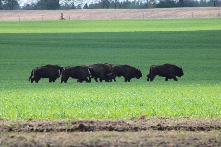 Na terenie gminy Jastrowie grasuje stado żubrów