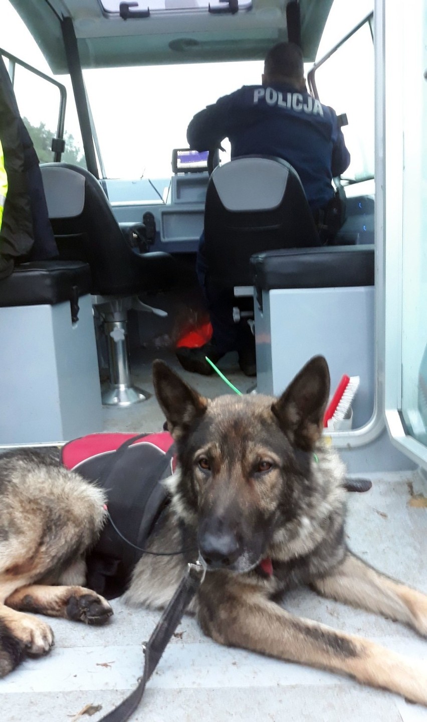 Policjant Rysiek, psi funkcjonariusz w Koszalinie. Specjalizuje się w poszukiwaniu ludzkich zwłok [zdjęcia]