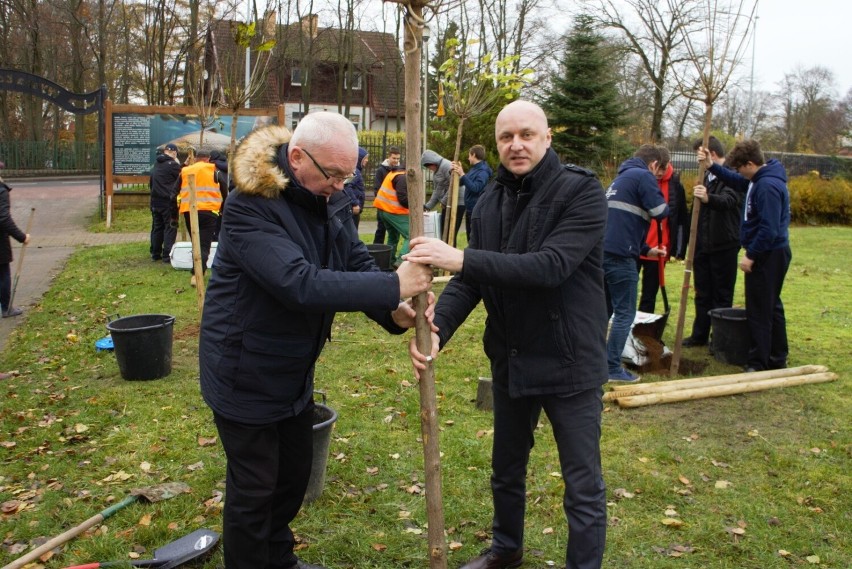 Nowe drzewa wzbogacą Wyspę Łososiową w Darłowie 