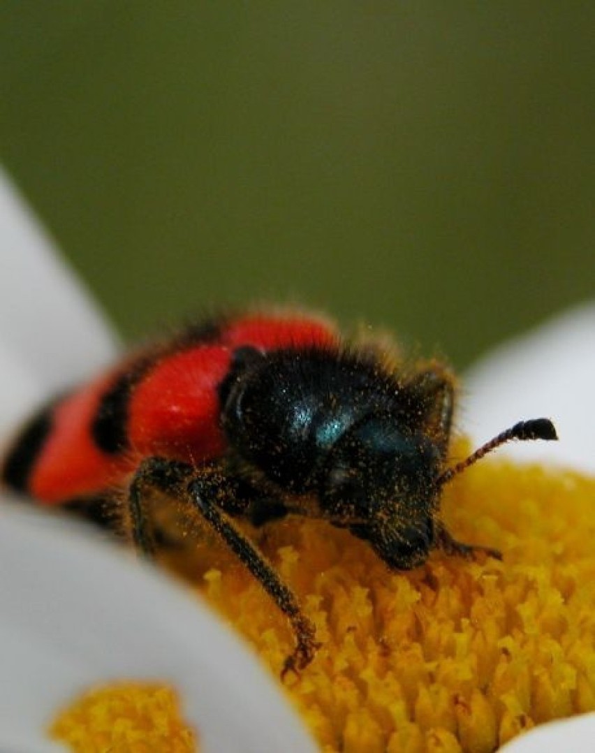 barciel pszczołowiec (Trichodes apiarius)