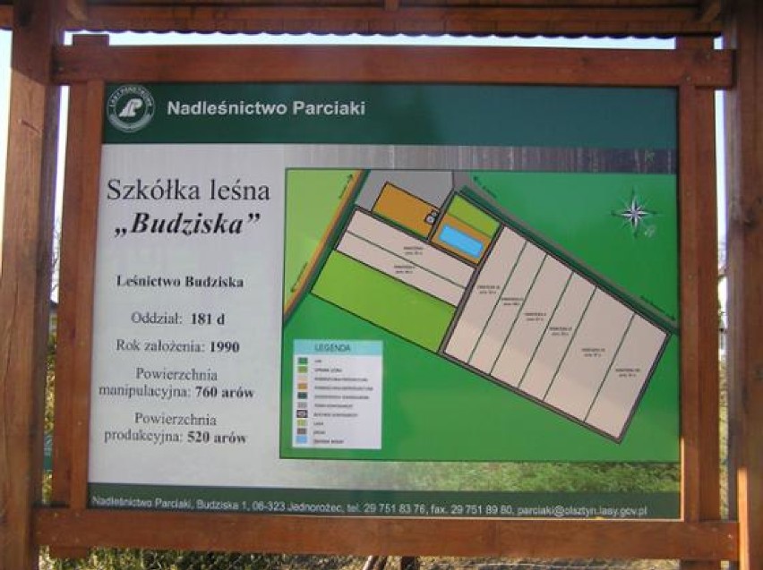 Olsztyńscy leśnicy posadzą drzewa