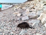 Bóbr na plaży w Kołobrzegu. Niewykluczone, że dotarł tam z Ekoparku Wschodniego