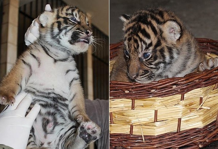 Urodzone niedawno w warszawskim Zoo trzy tygryski mają się...