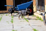 Adoptuj psiaka z łęczyckiego schroniska [FOTO]