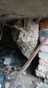Strażacy z OSP w Wolborzu usunęli potężne gniazdo os z budynku mieszkalnego w Psarach Witowskich