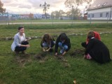 Malbork. Projekt "Krokus" ponownie w Technikum nr 3. Na wiosnę wyrosną symbole pamięci