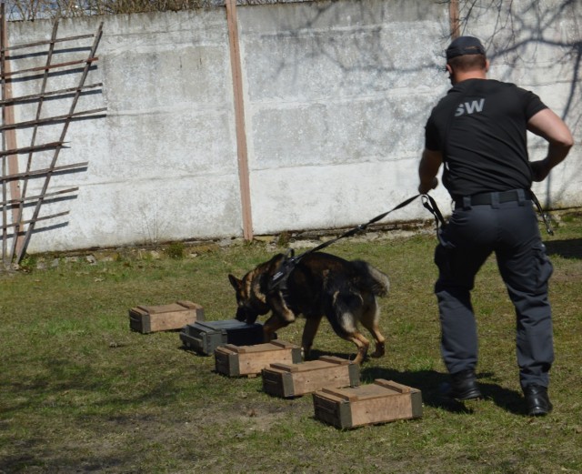 Szkolenie przewodników psów specjalnych w ZK Czarne